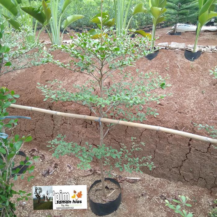 Pohon ketapang kencana. ukuran 1,5 meter