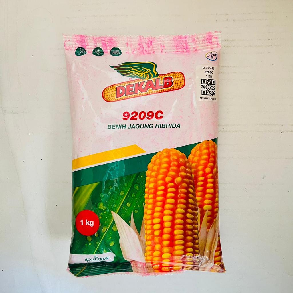 Benih jagung hibrida batang kokoh DEKALB 771 dekalb 9209c isi 1kg dari ACCELERON