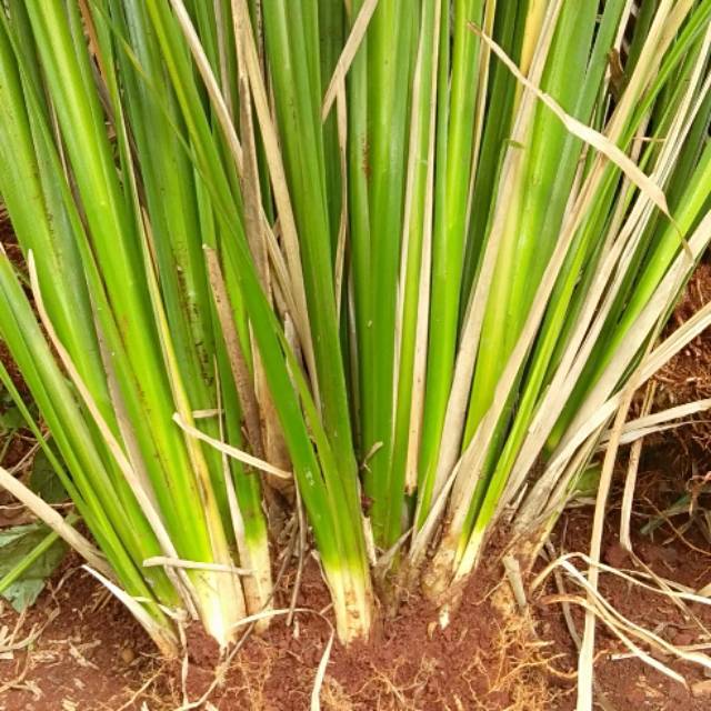 Jual Rumput Vetiver / Kg Bibit Rumput Vetiver Akar Wangi
