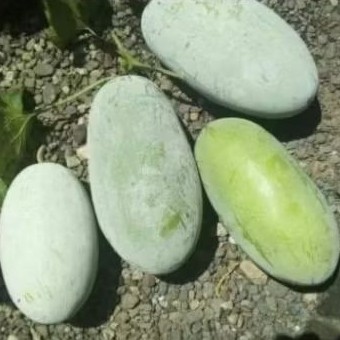 Buah Beligo Kundur Segar 1 Kg