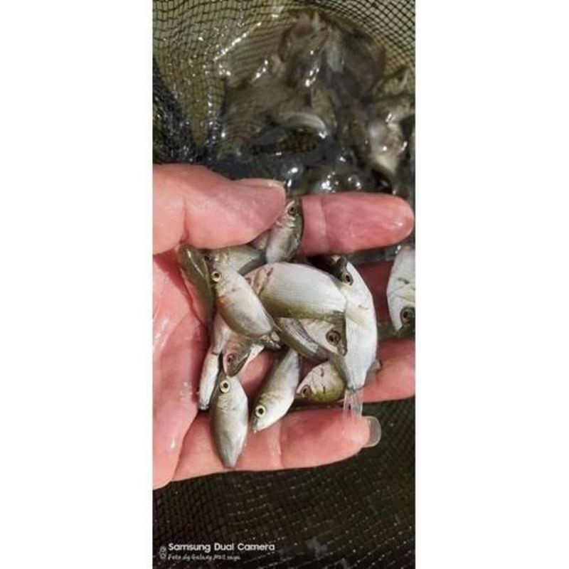 bibit / benih ikan tembakang / tarabakan ukuran 2 jari per ekor