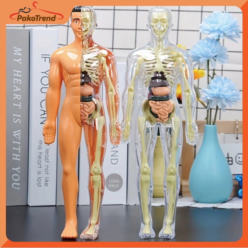 Human Body Anatomy Torso Model Organ Tubuh Manusia Mainan Dokter Alat Praktek Kedokteran Untuk Belaj