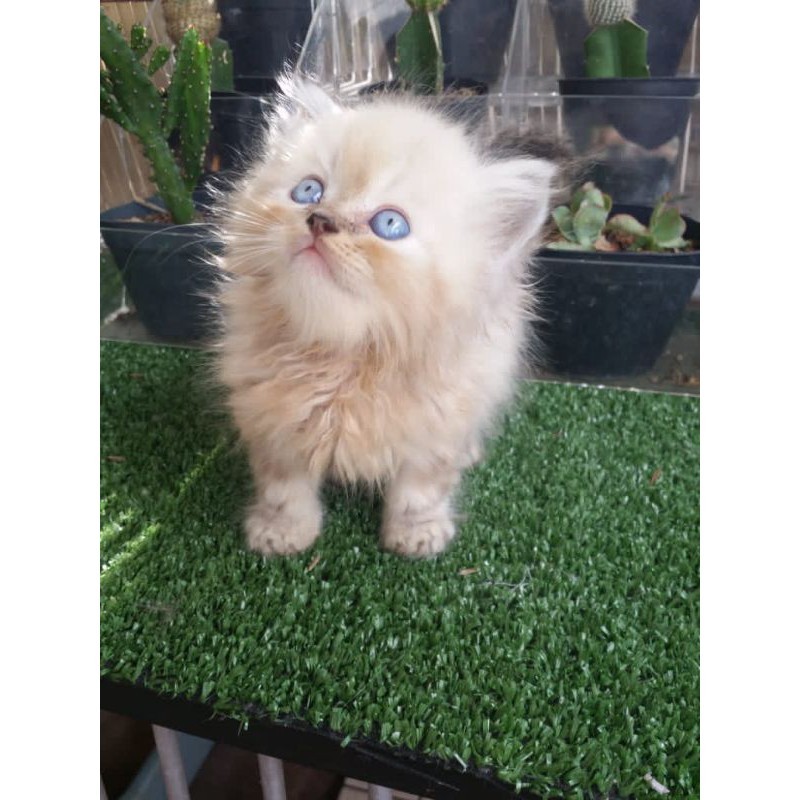 KUCING HIMALAYA