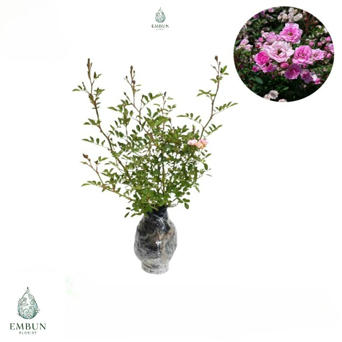 Tanaman Bunga Mawar Baby rose pink Hidup Berbunga - bibit babyrose - Bunga Mawar