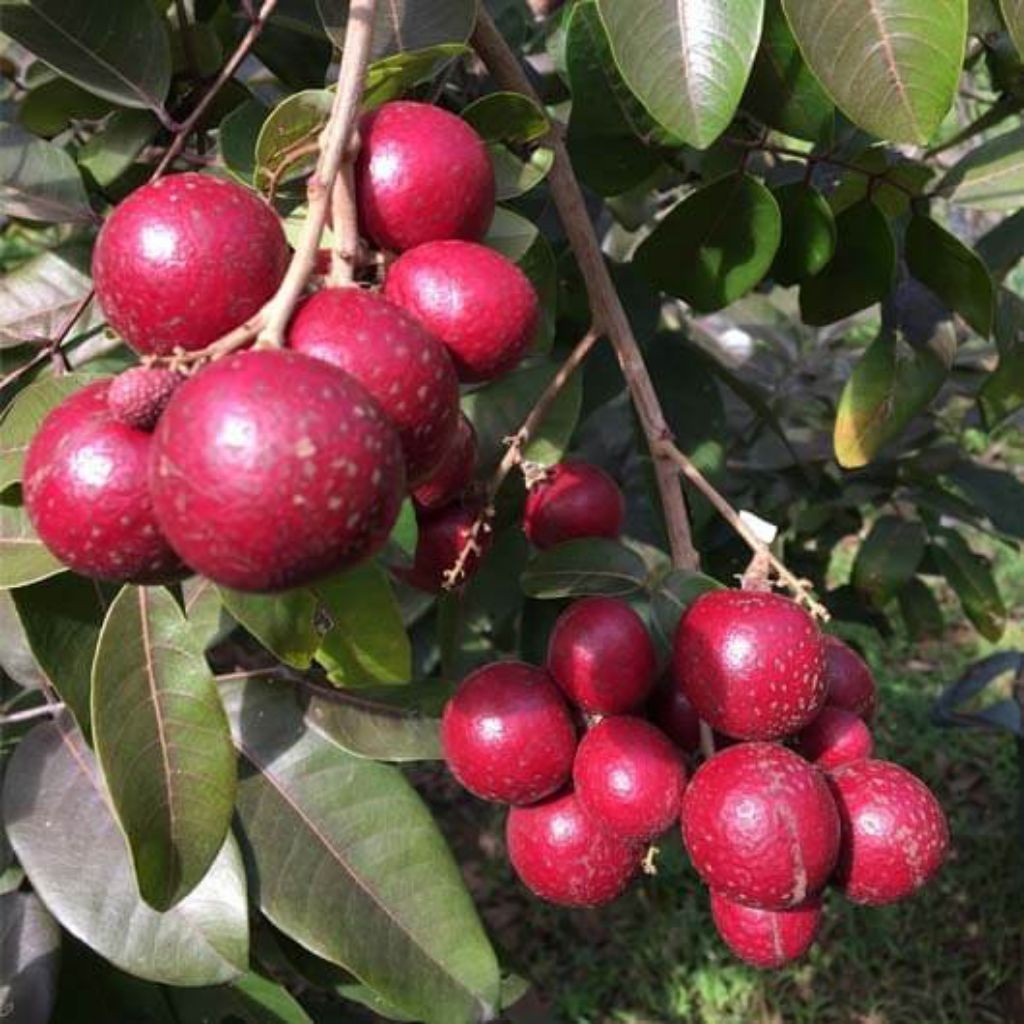 Bibit Kelengkeng Merah Siap Buah