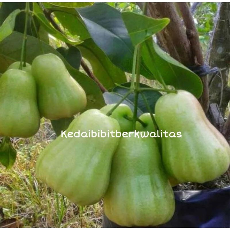 bibit jambu air madu deli hijau