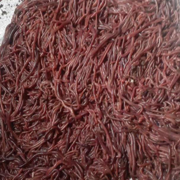 Ready cacing tanah murni 100% lumbricus rubellus