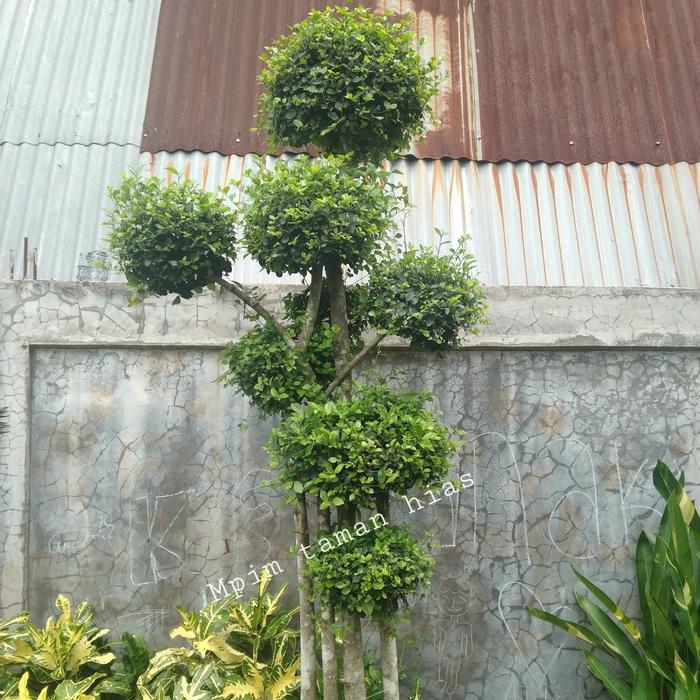 Pohon Bonsai Serutan//Beringin serutan