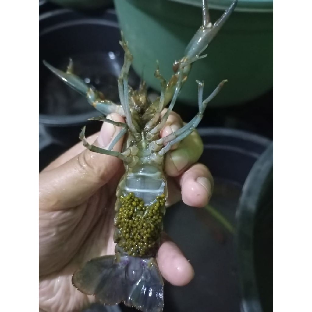 Paket 10 Ekor Induk Lobster Air Tawar