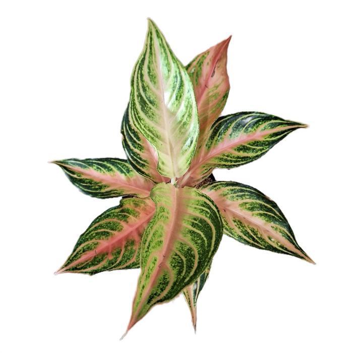aglonema pink sunset + Pot - Tanaman hias aglonema - Remaja Daun 5-6 ++
