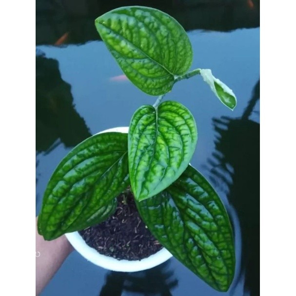 COD TERMURAH Tanaman Hias Monstera Sirih Badak