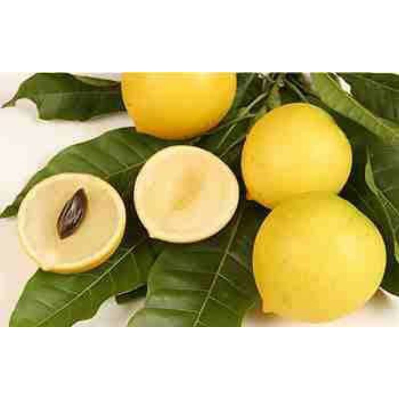 Bibit abiu jumbo / sawo australia Siap Tanam