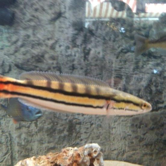 Ready HIASAN AQUARIUM IKAN CHANNA MICROPELTES TOMAN BABY