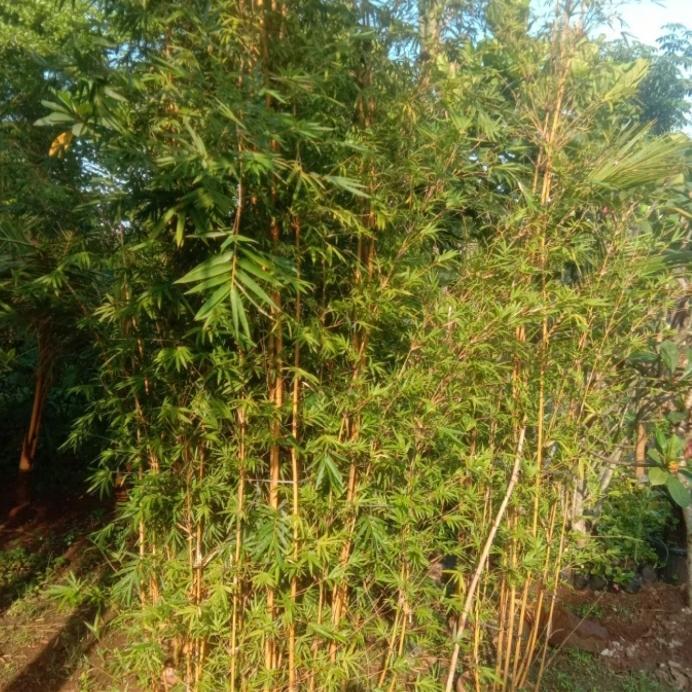 pohon bambu permadani//pohon bambu kuning. tinggi 2 meter.