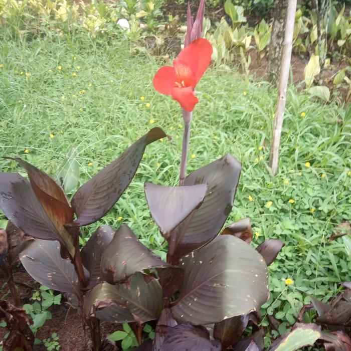 Tanaman hias. pohon pisang hias, pisang kana merah.