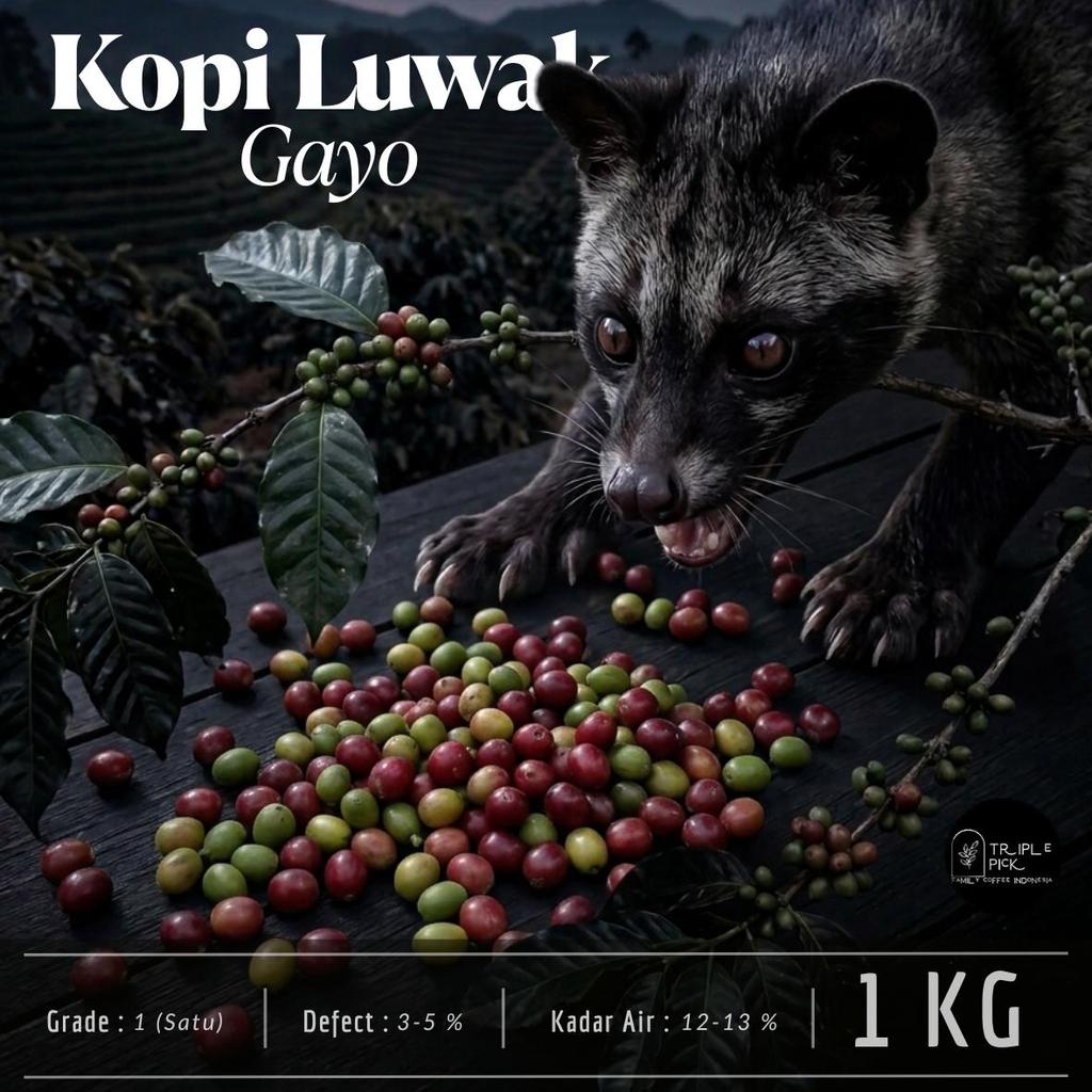 Biji kopi LUWAK GAYO / Green bean LUWAK liar Gayo bersertifikat