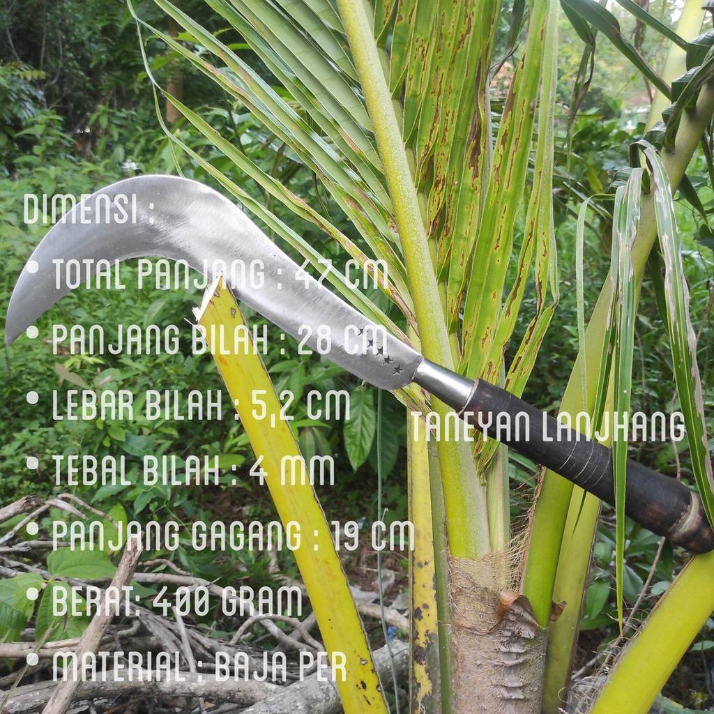 Pelong Atau Arit Tekok Paroh Atau Pisau Arit Asli Madura / Arit Super Tajam / Arit Serbaguna / Arit 