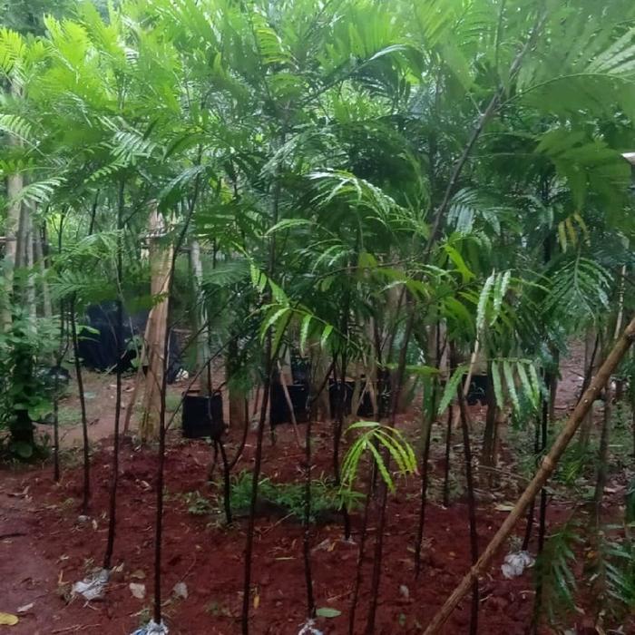 Tanaman hias pohon kiara payung tinggi 1.5 meter // tanaman peneduh