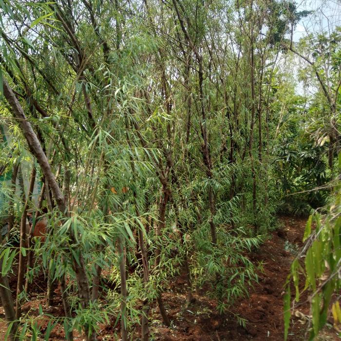 pohon liang liu/janda merana