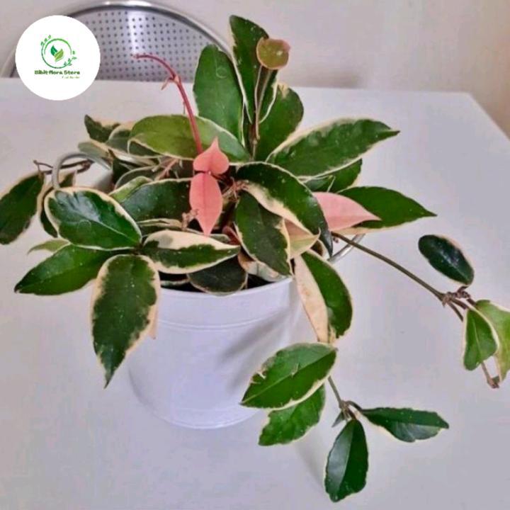 tanaman hias Hoya tricolor - tanaman hias carnosa tricolor