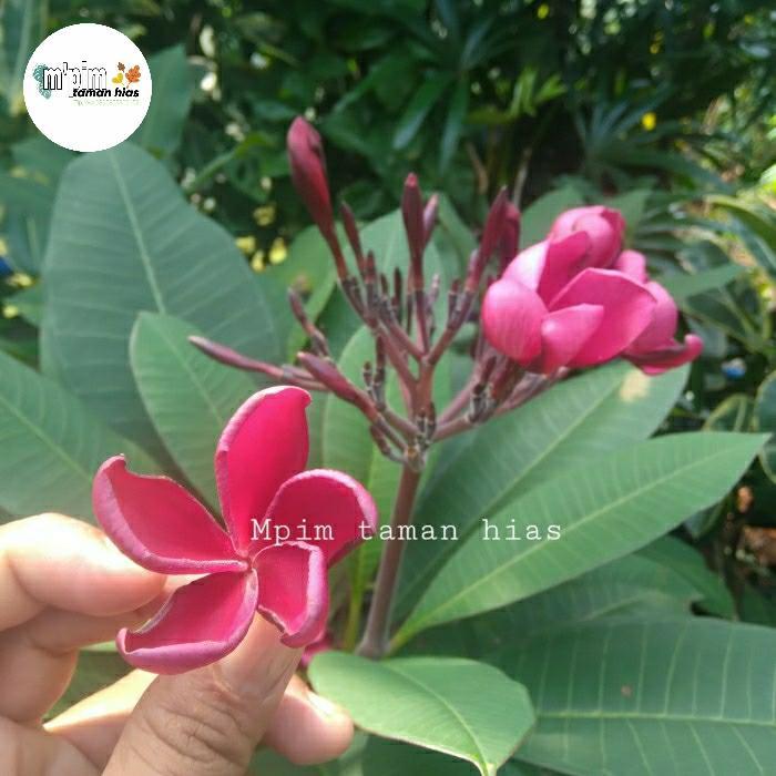 pohon bunga kamboja, merah kecap