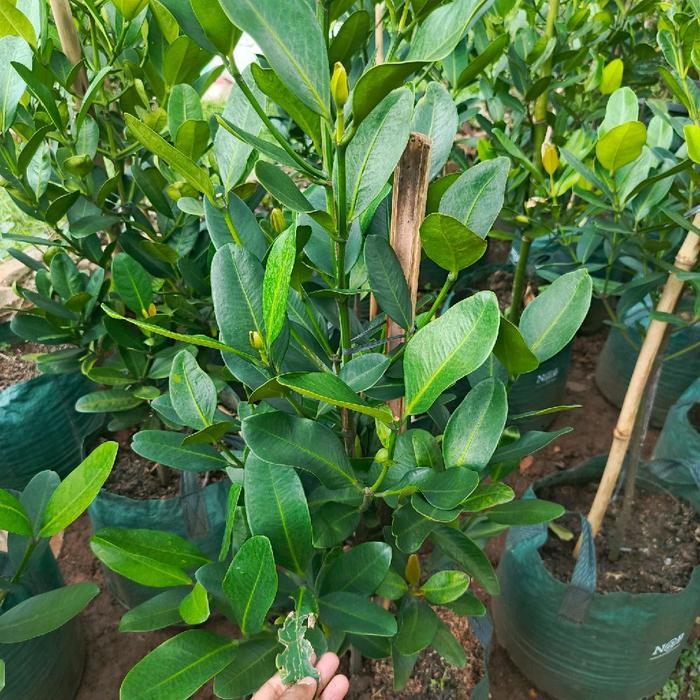 pohon nangka garcenia tinggi 1,5 meter