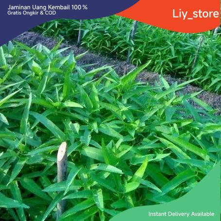 Bibit / Benih Biji Kangkung Darat Organik Healthy Vegetable