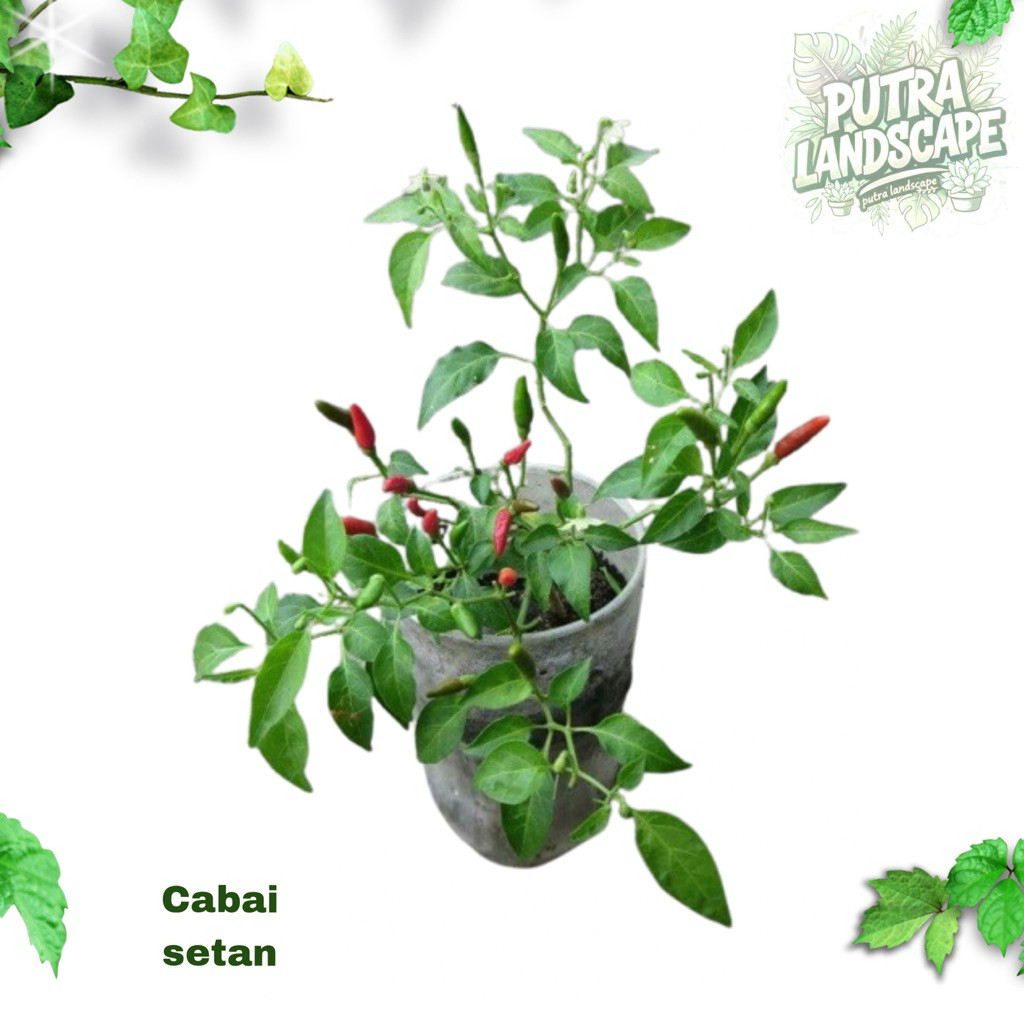 (PROMO) TERMURAH Bibit tanaman cabe setan SUPER PEDAS / tanaman cabe setan siap berbuah / bibit tana