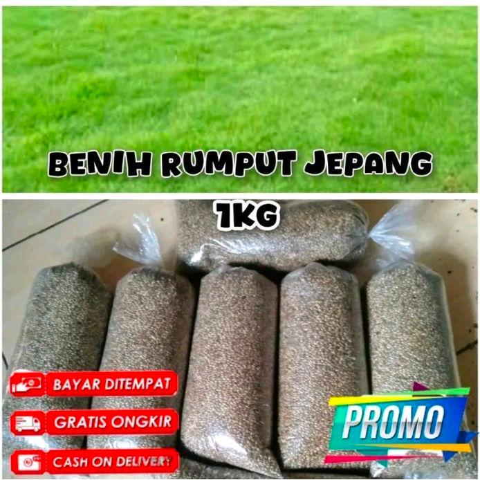 PROMO  benih rumput jepang 1kg - benih rumput berkualitas original