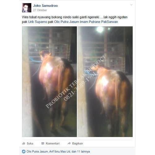 Vitamin Penggemuk Sapi Kambing, Vitamin Penggemuk Sapi Viterna Terlaris