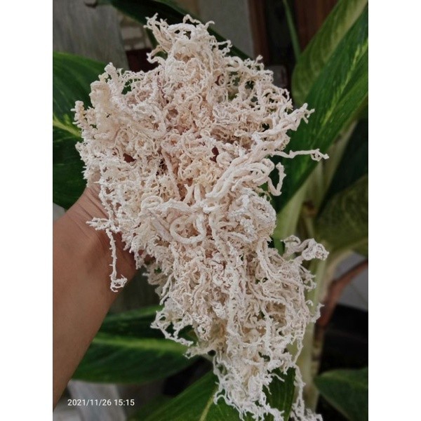 Rumput Laut Original Kering Kawat Murah