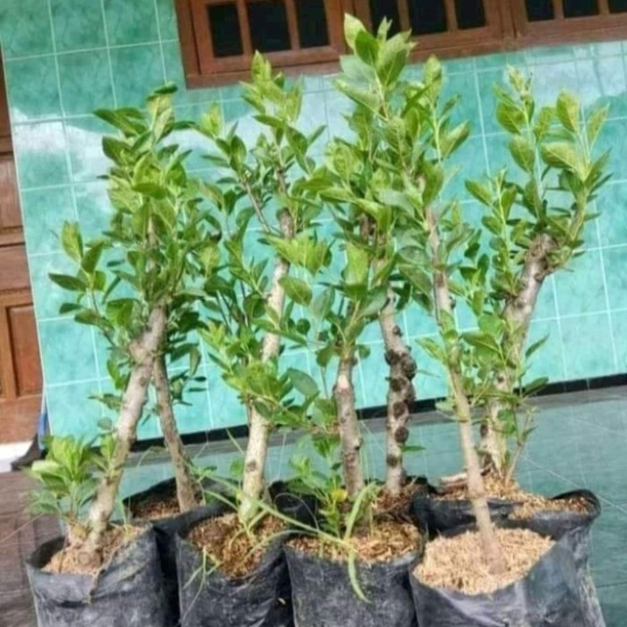 Paket bibit apel fuji isi 1 pohon