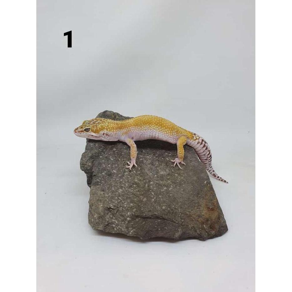 Gecko Normal Promo Murah Sehat Jinak Lucu