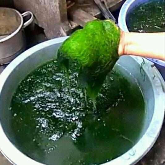 lumut hidup umpan pancing mujair nila dll 200 GR