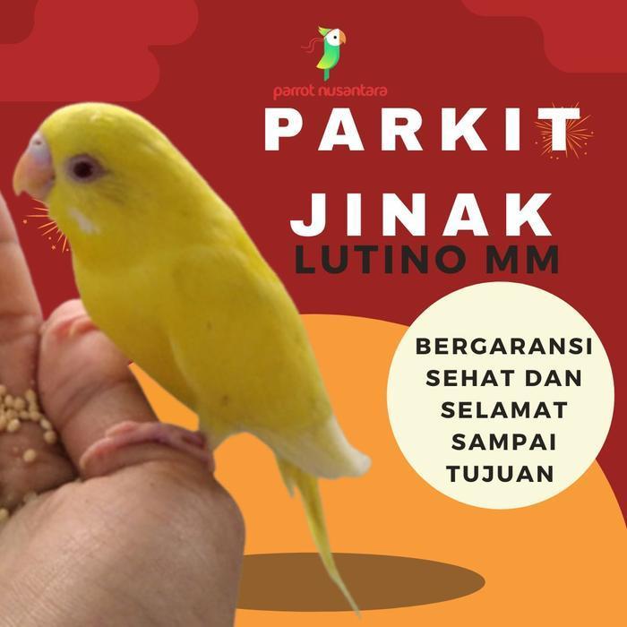 Burung Parkit Jinak Lutino Mm