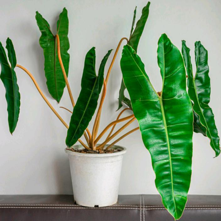 Tanaman hias philodendron bilitiae kabel busi - kabel busi original - anakan philodendron bilitiae