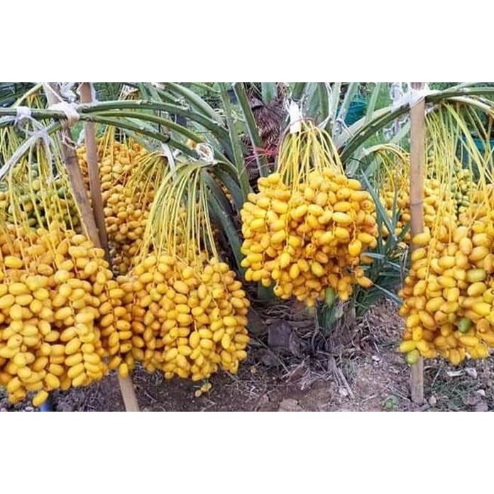 Bibit Tanaman Kurma Tropis Super Unggul Cepat Berbuah Siap Tanam