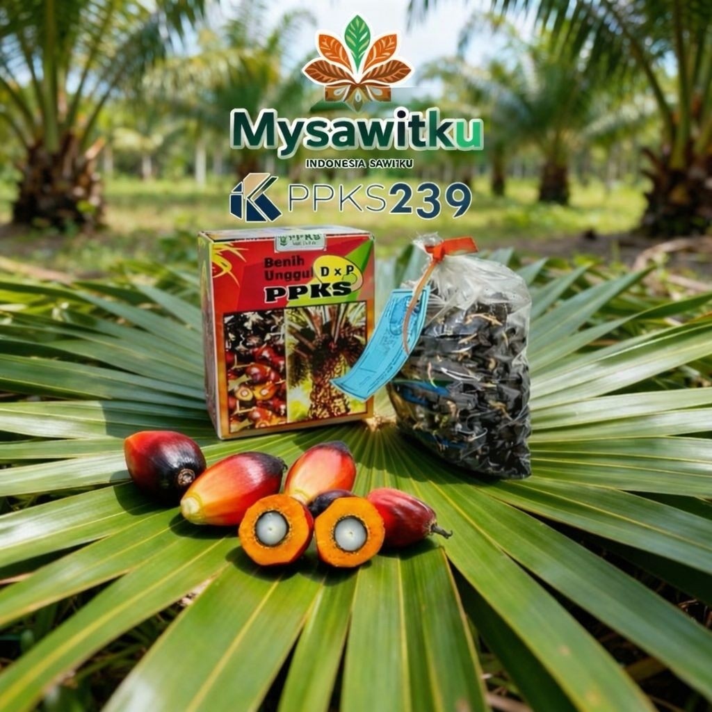 bibit kecambah kelapa sawit PPKS 239 unggul bersertifikat ISI 250 BUTIR