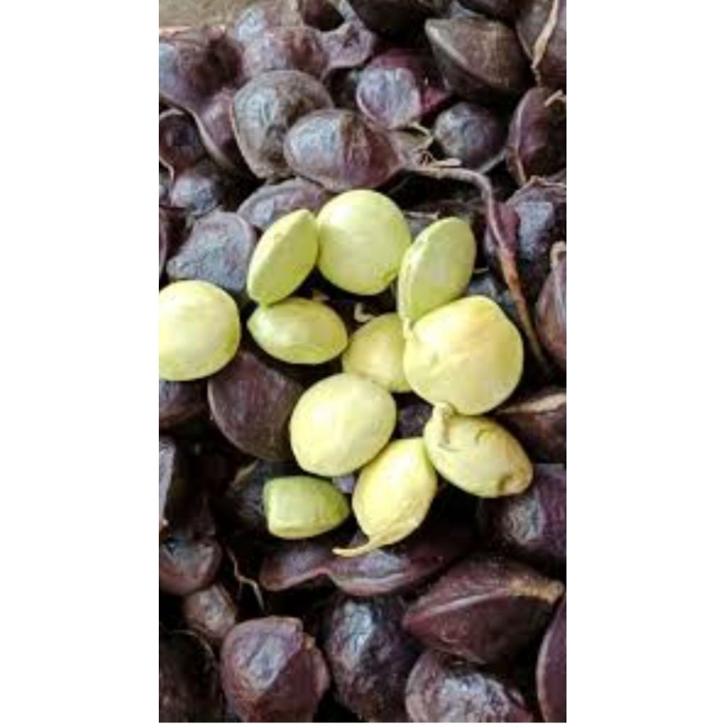Jengkol Muda dan Tua Segar 1 kg, Kulit Masih Utuh