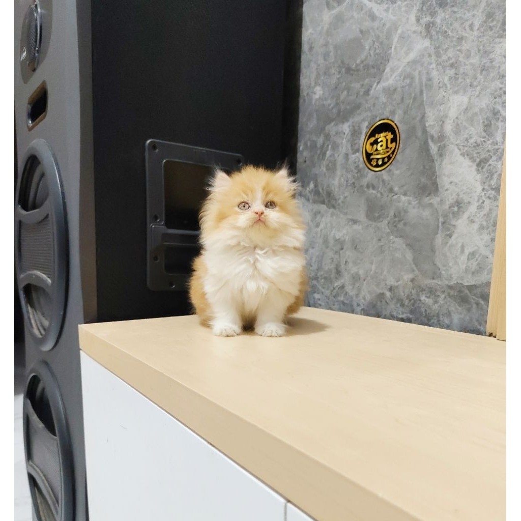 kucing Persia muchkin krem putih