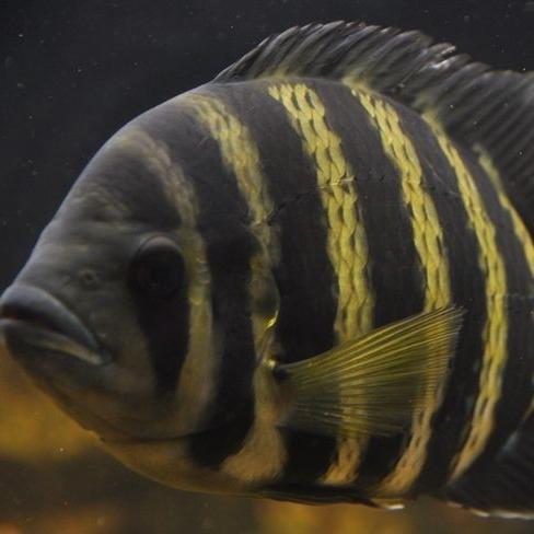 Ready IKAN NINETYNINE ZEBRA TILAPIA TANKMATE AQUASCAPE CICHLID BIG SIZE