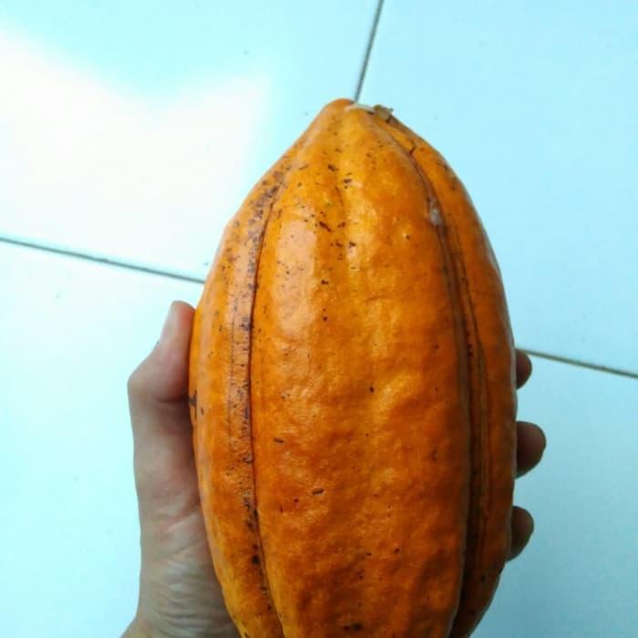 buah cacao buah kakao buah coklat matang perbuah
