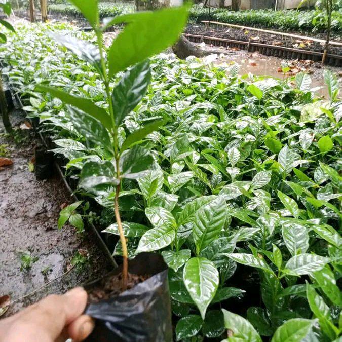 bibit kopi robusta klon bagio arsyad paket 200 batang - klon bagio