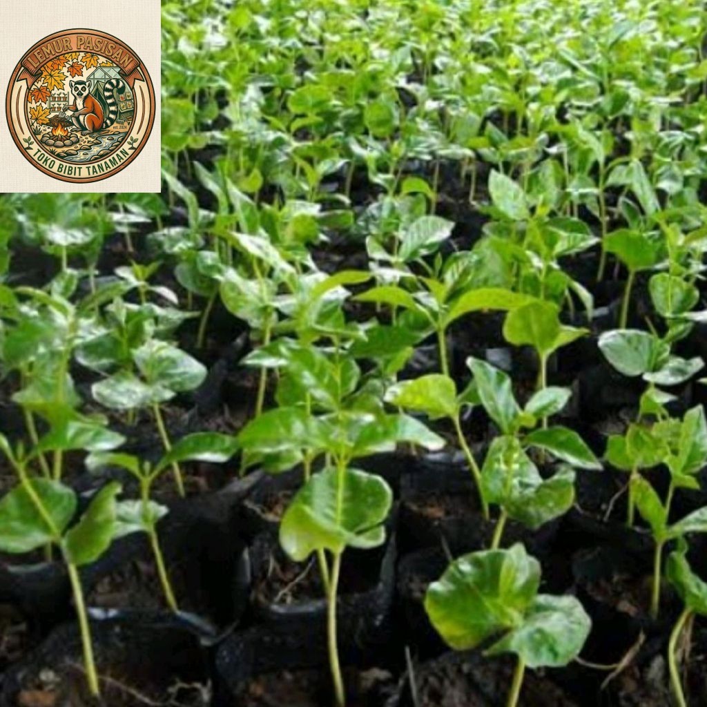 Bibit kopi Robusta Lampung klon Bagio Cabutan Paket 50 Batang segar berkisaran 10-20 cm