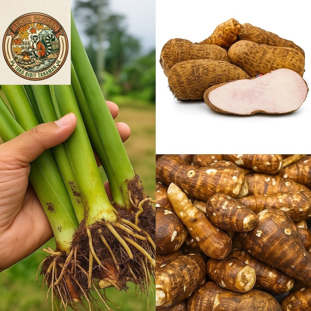 BIBIT TALAS KIMPUL / TALAS BELITUNG /pohon