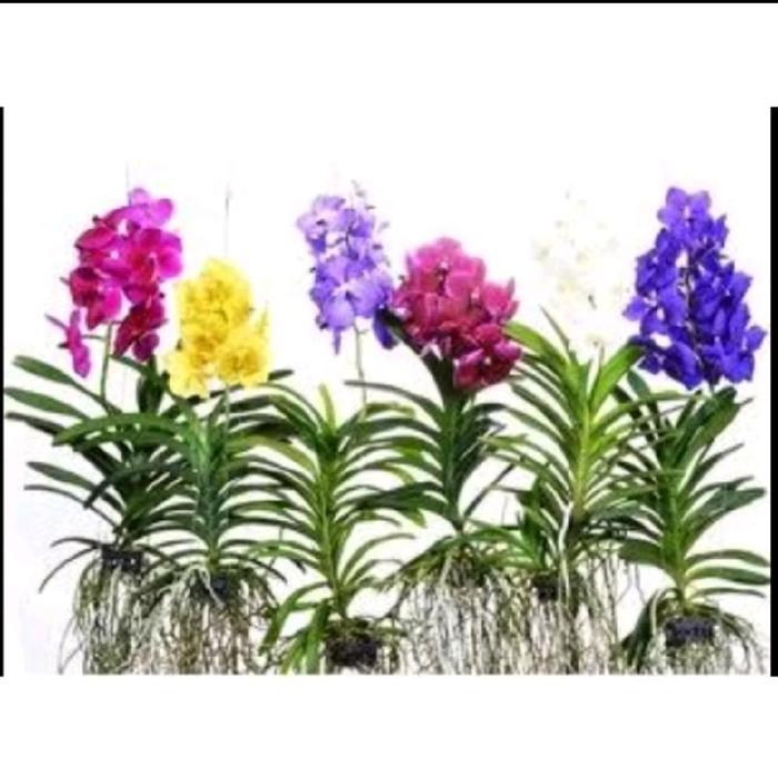 6 anggrek Vanda siap berbunga