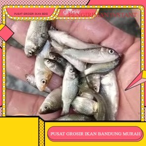 bibit ikan mas ukuran 1 jari per ekor   GROSIR BANDUNG PER EKOR INSTANT