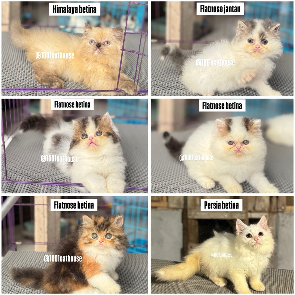 PAKET ADOPSI KUCING PERSIA HIMALAYA PEAKNOSE MUNCHKIN FLATNOSE