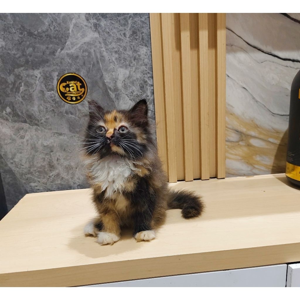 Kucing Persia Norwegian Muchkin Calico