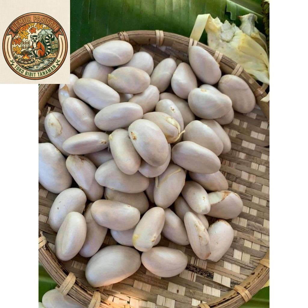 Biji Nangka Segar 1kg